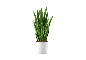 Snake plant in white pot isolated on black background, On Transparent Background, Png Image