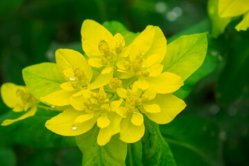 Obraz premium Euphorbia is a genus of plants in the Euphorbiaceae family. Landscape and nature.