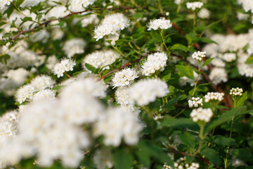 Spiraea flowers. A genus of ornamental deciduous shrubs of the Rosaceae family. Meadowsweet. Nature.