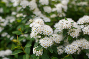 Spiraea is a genus of ornamental deciduous shrubs of the rose family. Meadowsweet. An ornamental plant.