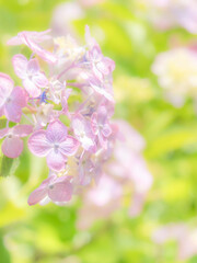 Obraz premium 梅雨から初夏の公園や花壇を彩るアジサイのある風景。繊細で美しい装飾花の様子のクローズアップ。木漏れ日の光でボケた景色。ぼんやりした花畑のイメージ