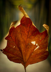 hoja