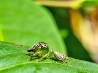 Green Jumping Spider, scientifically known as Mopsus mormon. This is a spider with red eyes commonly found on green leaves.