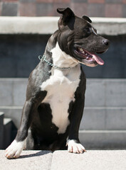 perro