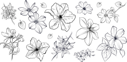 Hand drawn clematis flowers and vines sketch vector