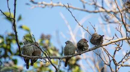 South African birds - red-headed finches