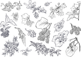 Big set of berry branches vector © TanyaArt