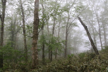 Obraz premium 霧の中の白樺牧場。赤城山にある牧場、現在は牧場は廃業し前橋市の管理となっている。自生するツツジが咲く季節には普段立ち入り禁止となっている場所のツツジを鑑賞する自生するツツジが咲く季節にはがツアーが組まれる。霧の森