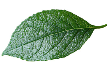 Obraz premium Green leaf isolated on transparent background. generative ai
