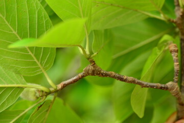 White Magnolia Flower and Bud in Blooming Stage with Botanical Details


