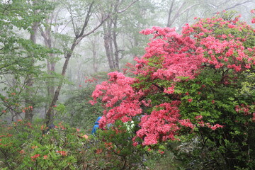 霧の中の白樺牧場。赤城山にある牧場、現在は牧場は廃業し前橋市の管理となっている。自生するツツジが咲く季節には普段立ち入り禁止となっている場所のツツジを鑑賞する自生するツツジが咲く季節にはがツアーが組まれる。森の中のヤマツツジ