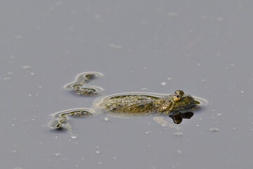 Rotbauchunke // fire-bellied toad (Bombina bombina) treibt an der Wasseroberfläche - Donaudelta,...