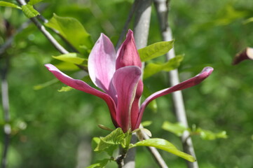 Magnolia liliiflora Series - Purple Lily Magnolia Flowers and Trees in Korea

