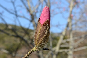 Magnolia liliiflora Series - Purple Lily Magnolia Flowers and Trees in Korea


