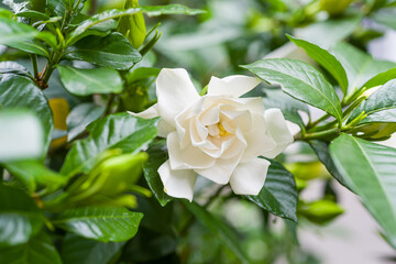 甘い香りと白く清純な花　くちなしの花