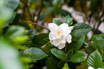 甘い香りと白く清純な花　くちなしの花