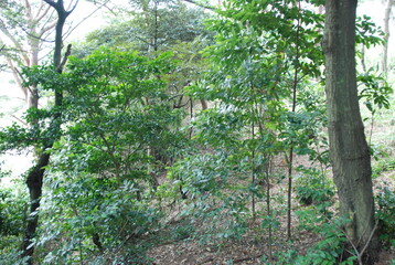 Obraz premium Magnolia sieboldii white flowers - Korean Magnolia series 