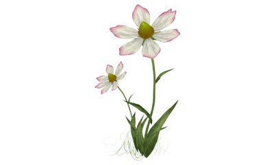 pink flower isolated on white