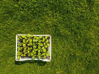 Vibrant plant seedings in white plastic crate outdoors in garden