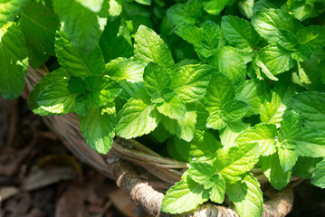 Fresh organic mint plants in the garden amidst the morning sunlight.
