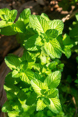 Fresh organic mint plants in the garden amidst the morning sunlight.