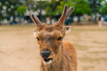 Deer animal in Nara Japan
