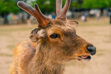 Deer animal in Nara Japan