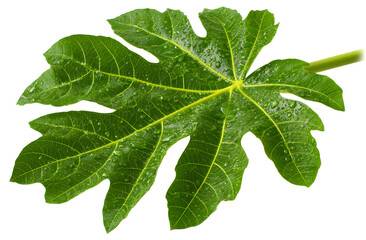 Fototapeta premium papaya leaf transparent background