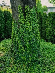 Tree Trunk Covered with Green Ivy in Garden. Vibrant Green Ivy Covering Tree Trunk Surrounded by Shrubs. Lush Ivy Growing Up Tree in Backyard