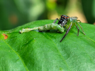 Green Jumping Spider, scientifically known as Mopsus mormon. This is a spider with red eyes commonly found on green leaves.
