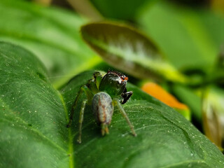 Green Jumping Spider, scientifically known as Mopsus mormon. This is a spider with red eyes commonly found on green leaves.