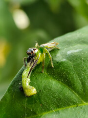 Green Jumping Spider, scientifically known as Mopsus mormon. This is a spider with red eyes commonly found on green leaves.