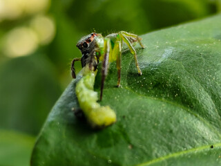 Green Jumping Spider, scientifically known as Mopsus mormon. This is a spider with red eyes commonly found on green leaves.