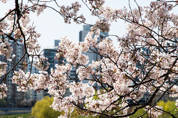 cherry blossoms in the park