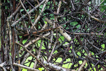 background of piled sawn branches criss-cross. close-up. sawn tree branches.