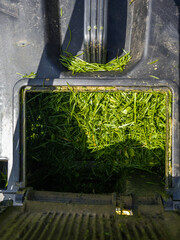 Cut grass in lawnmower container in sunny garden
