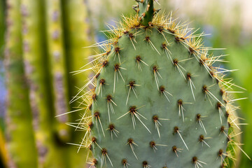 Opuntia. Prickly pear cactus with large spines on a blurred background with highlights. close-up...