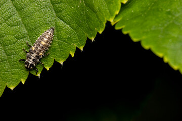 the larva of the ladybug beetle . colorful macro photography. close-up. natural light. space for the text. blurred background with highlights. bokeh.