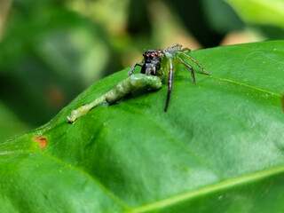 Green Jumping Spider, scientifically known as Mopsus mormon. This is a spider with red eyes commonly found on green leaves.