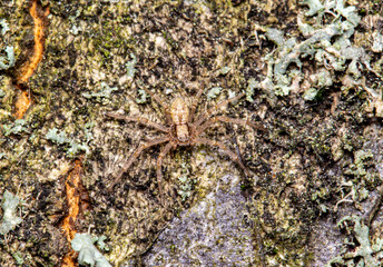 crab spider on the bark of a tree. view from above. colorful macro photography. close-up. space for the text. blurred background with highlights. bokeh.