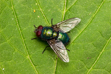 The fly is a green carrion bird with a metallic sheen. colorful macro photography. close-up. space...