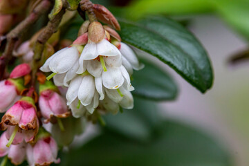 lingonberry flowers. lingonberry blossoms on a blurred background with blurred ones. colorful photo of flowers. bokeh. close-up.