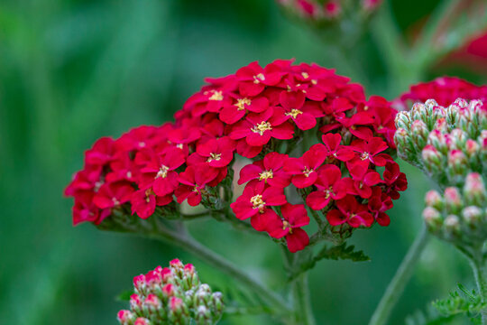red yarrow flowers on a blurred background with blurred ones. colorful photo of flowers. bokeh. close-up.