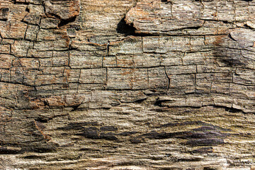 texture of old dried wood. close-up. beautiful background. space for text and subject.