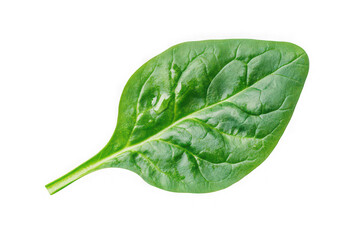 Fresh green spinach leaf close-up detail vegetable ingredient nutrition healthy food isolated on transparent background