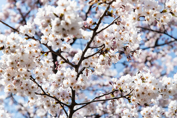 View of cherry blossoms against the sky