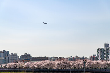 flying airplane, apartment and cherry blossom trees