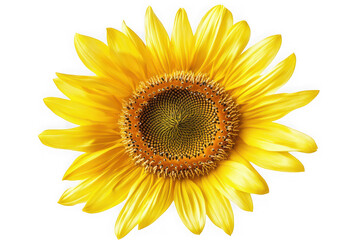 Obraz premium Vibrant yellow sunflower blossom close-up, detailed petals and center, floral beauty, summer flower, isolated on transparent background