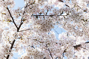 View of cherry blossoms against the sky