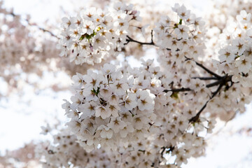 View of cherry blossoms against the sky